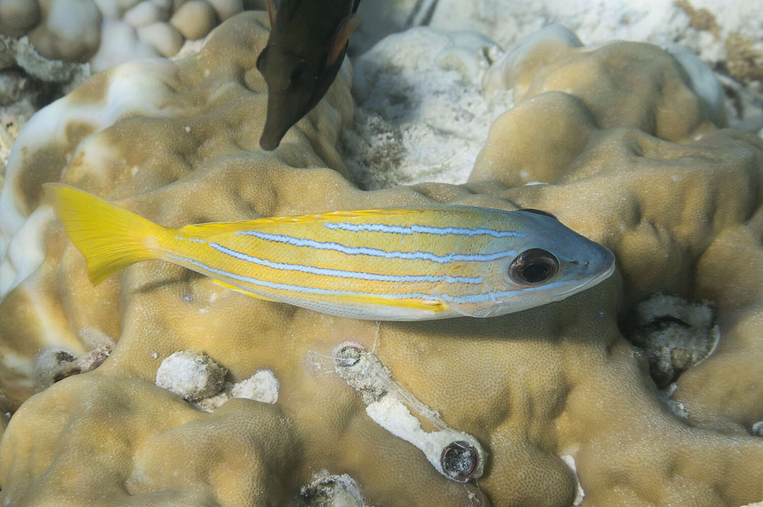 Image of Bluestripe snapper