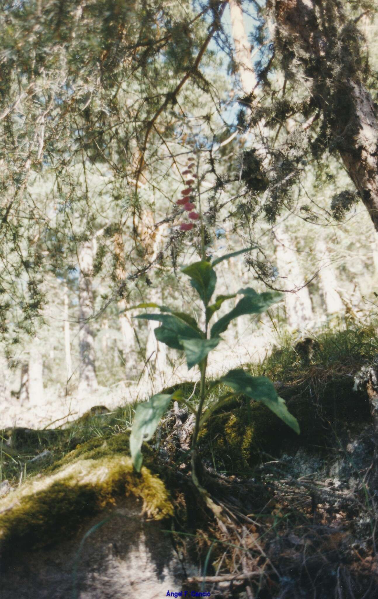 Image of purple foxglove