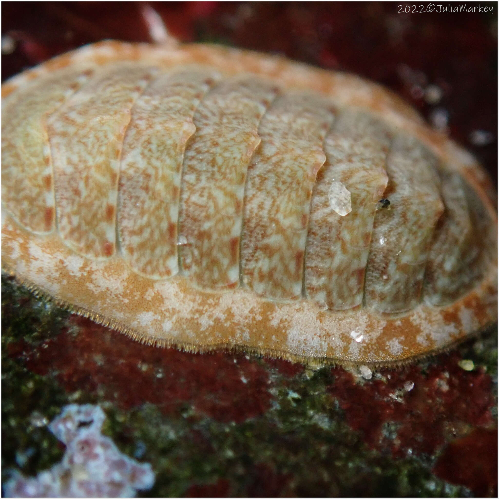 Image of keep's chiton