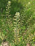 Image of field pepperweed