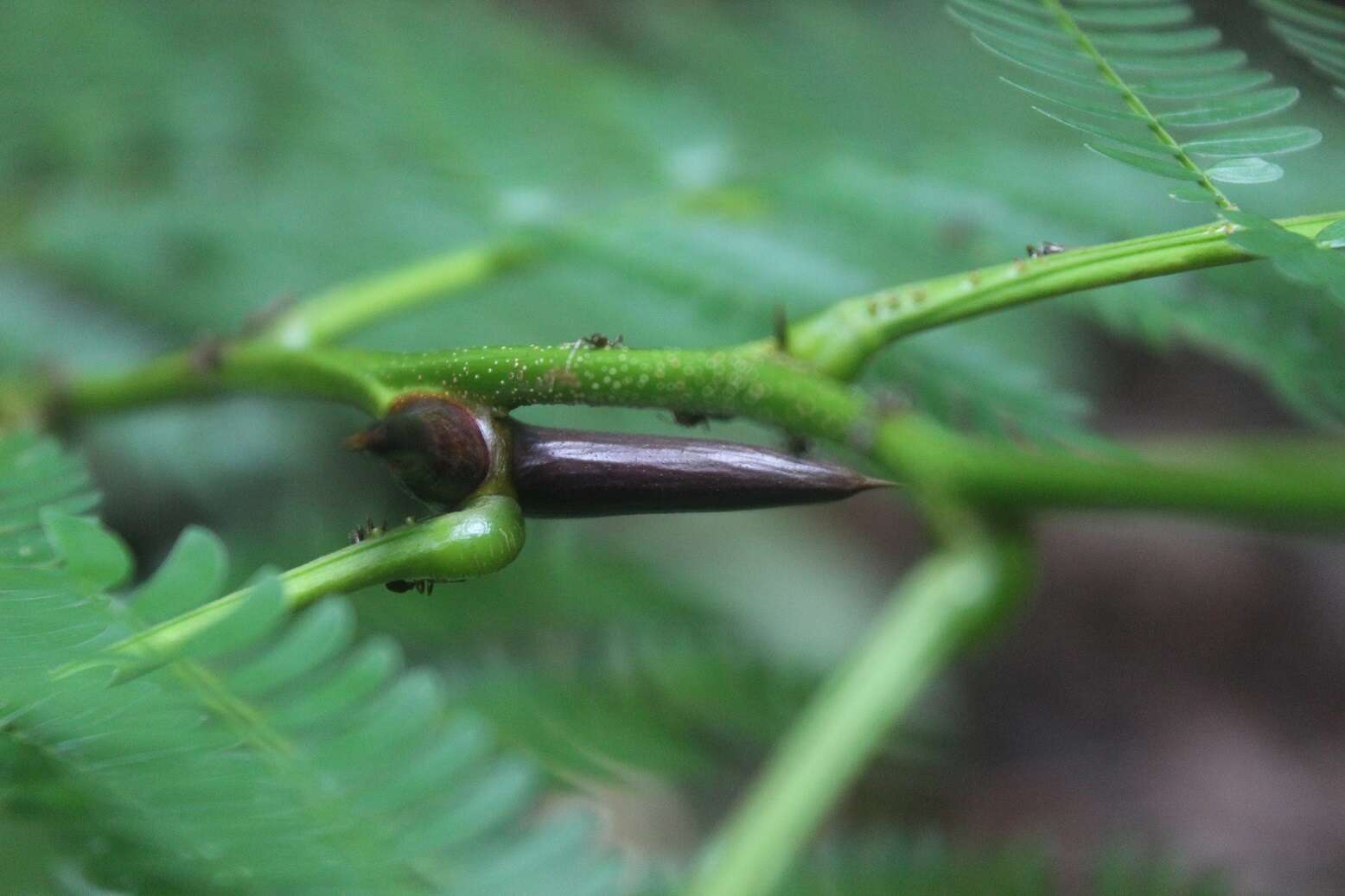 Image of Allen acacia