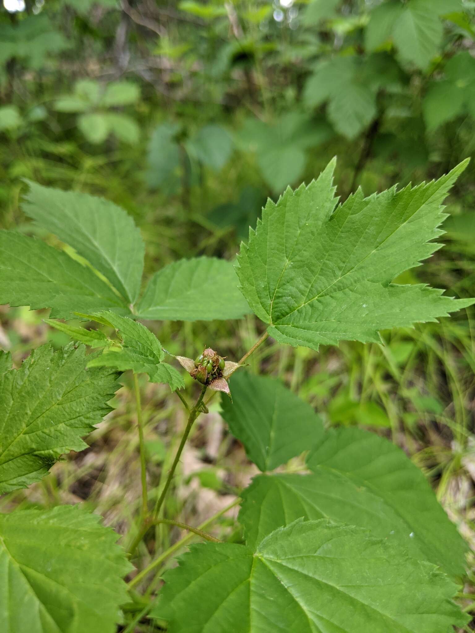 Image of Wisconsin blackberry