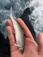 Image of Bonneville whitefish