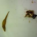 Image of Brown rat clingfish