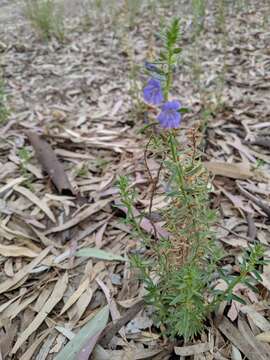 Слика од Stemodia florulenta W. R. Barker