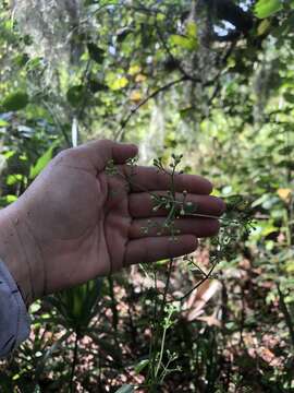 Image of hammock snakeroot