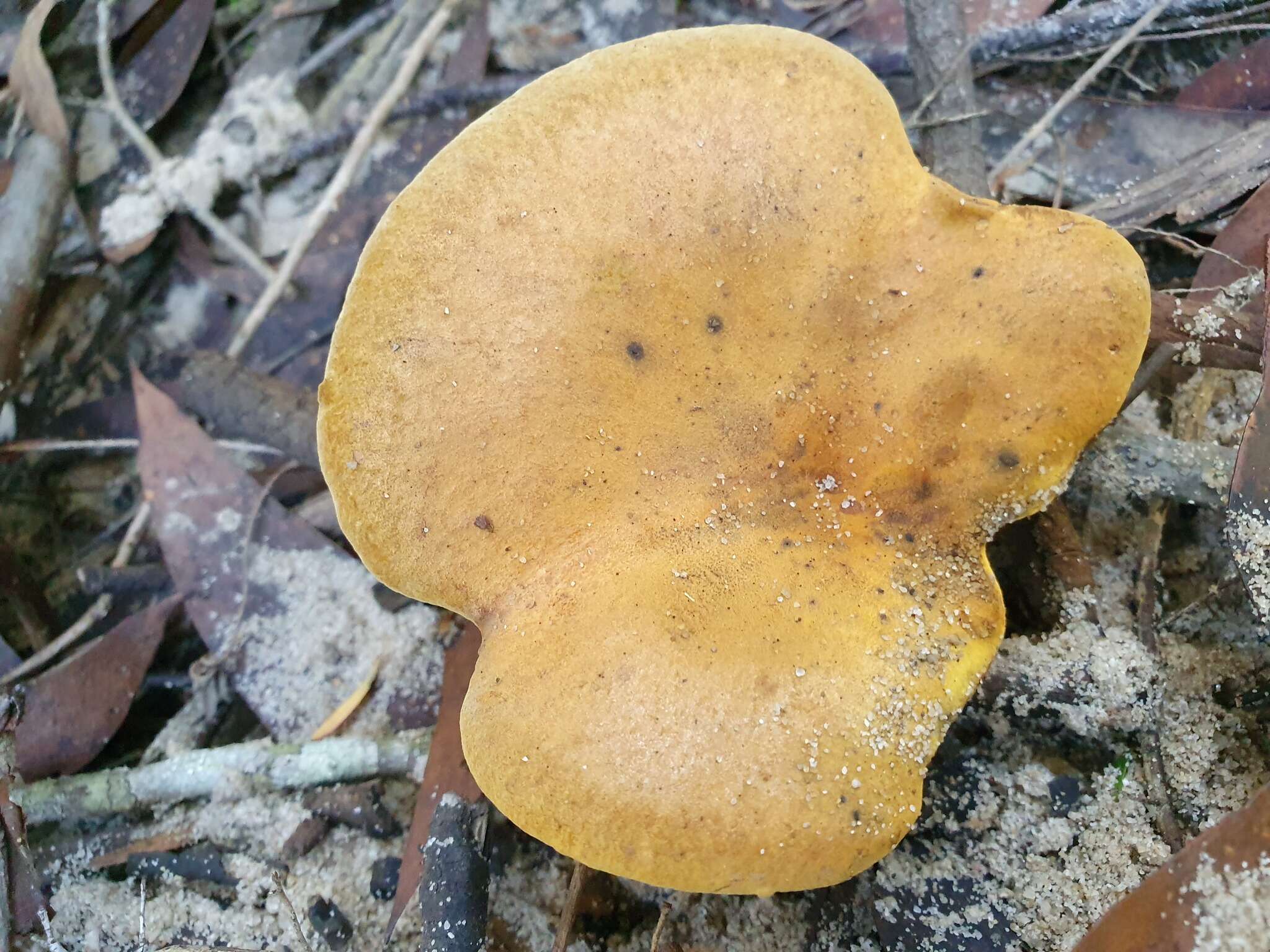 Image of Austropaxillus infundibuliformis (Cleland) Bresinsky & Jarosch 1999