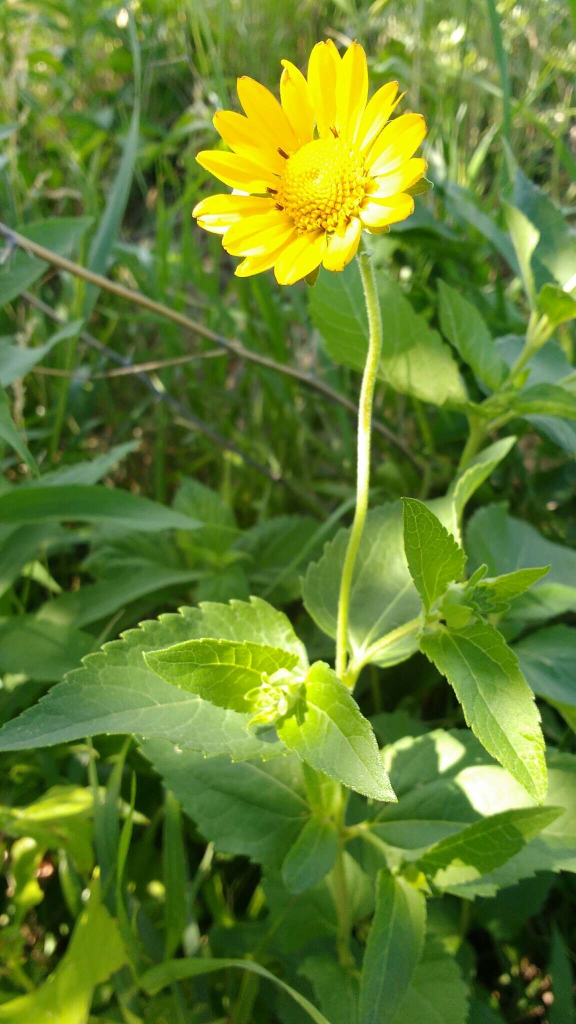 Heliopsis helianthoides (L.) Sw. resmi