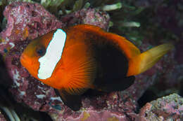 Plancia ëd Amphiprion melanopus Bleeker 1852