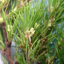 Image of Cliffortia exilifolia Weim.