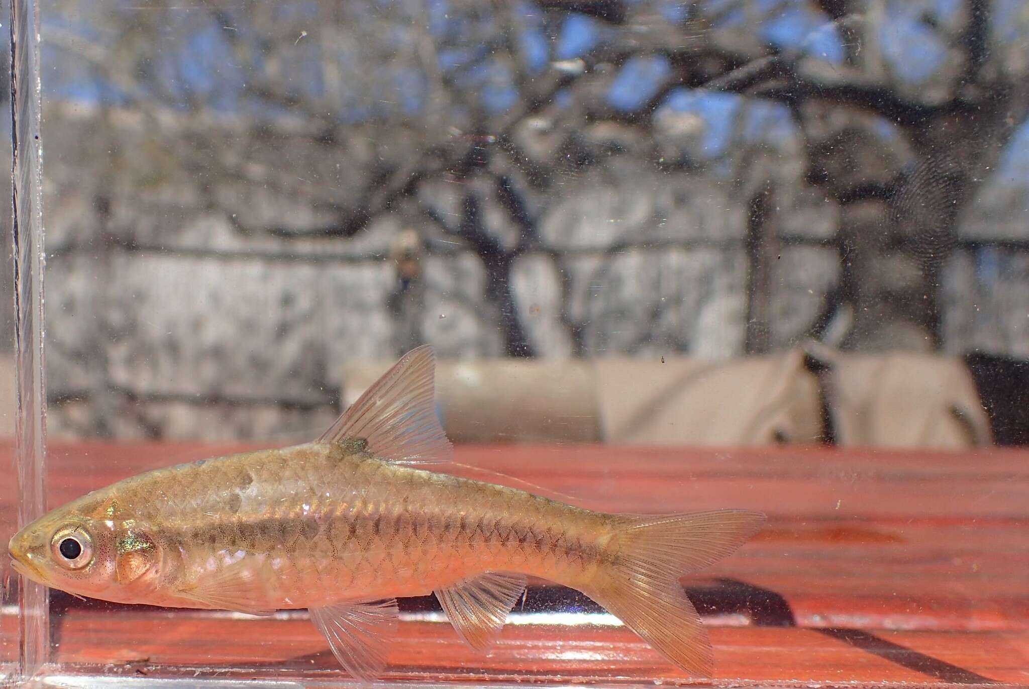 Image of Orange-fin barb