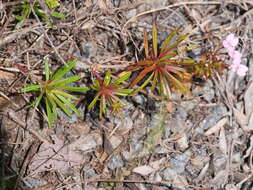 Image of Stylidium fasciculatum R. Br.