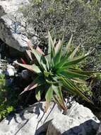 Aloe succotrina Weston resmi