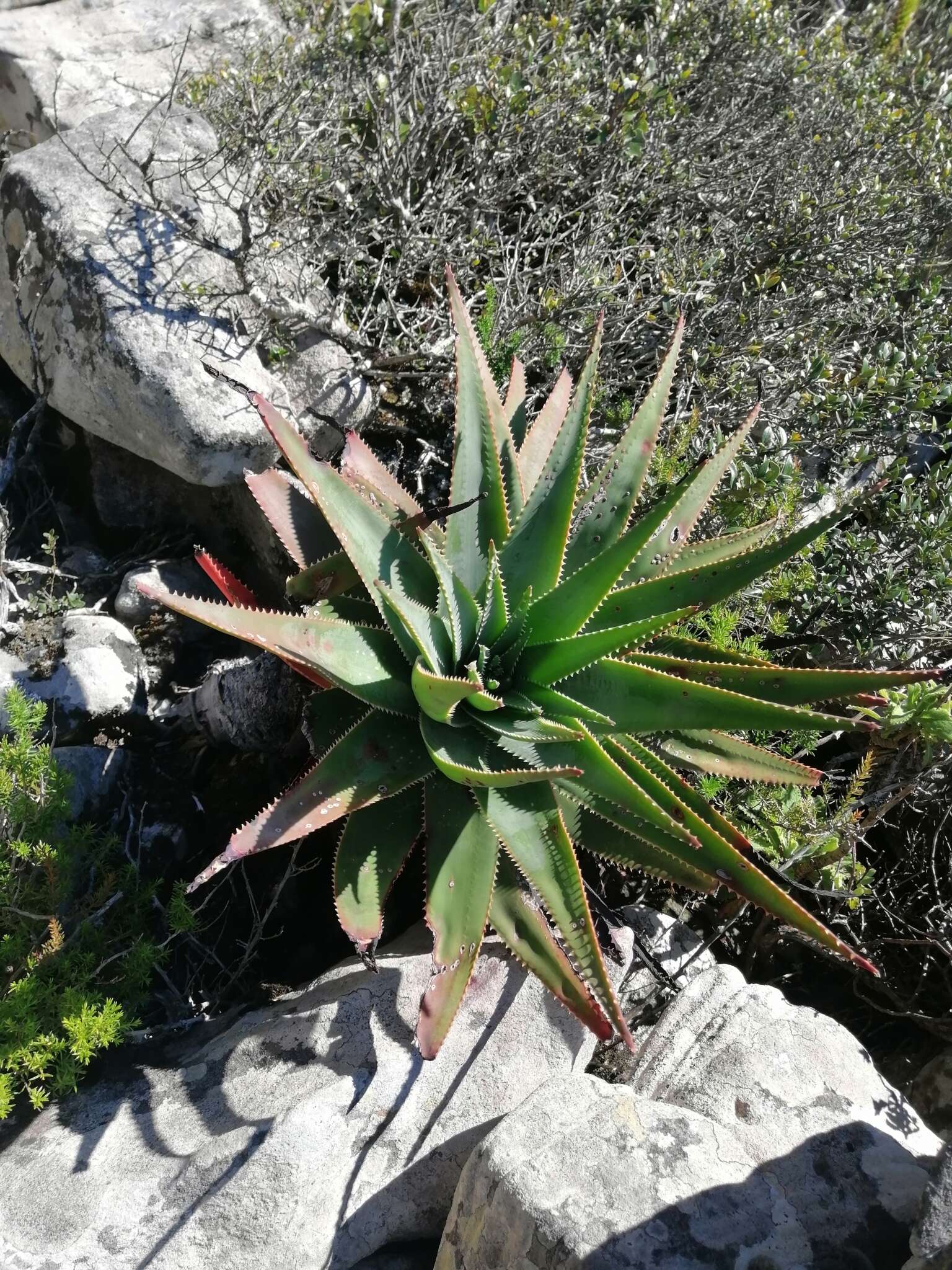 صورة Aloe succotrina Weston