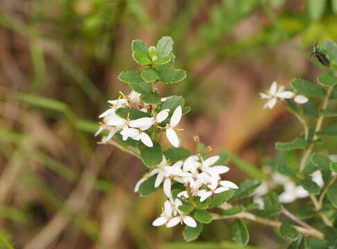 Image of Olearia myrsinoides (Labill.) F. Müll.