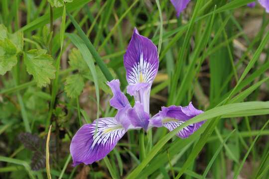 Image of toughleaf iris