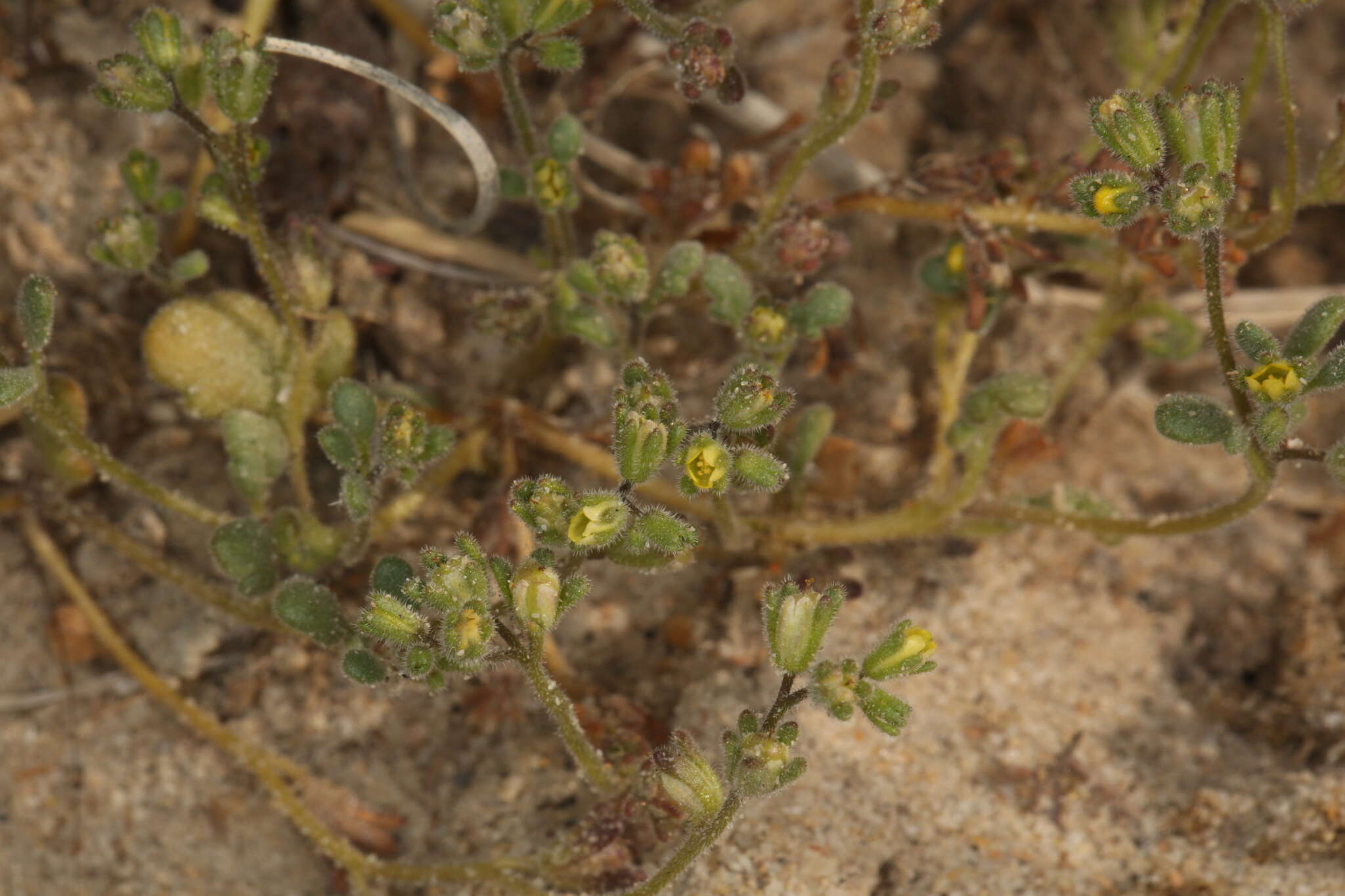 Image of Inyo Yellow Scorpion-Weed