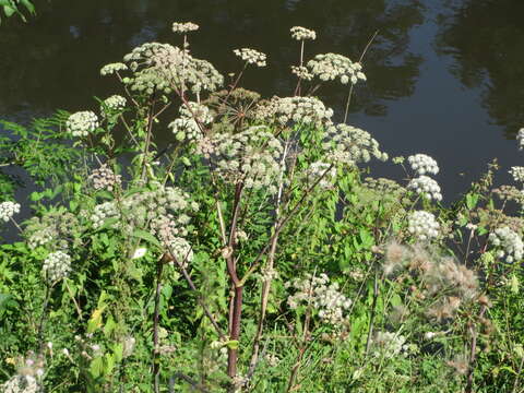 Image of wild angelica