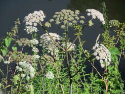 Image of wild angelica