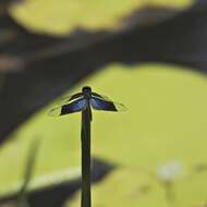 Image of Rhyothemis resplendens Selys 1878