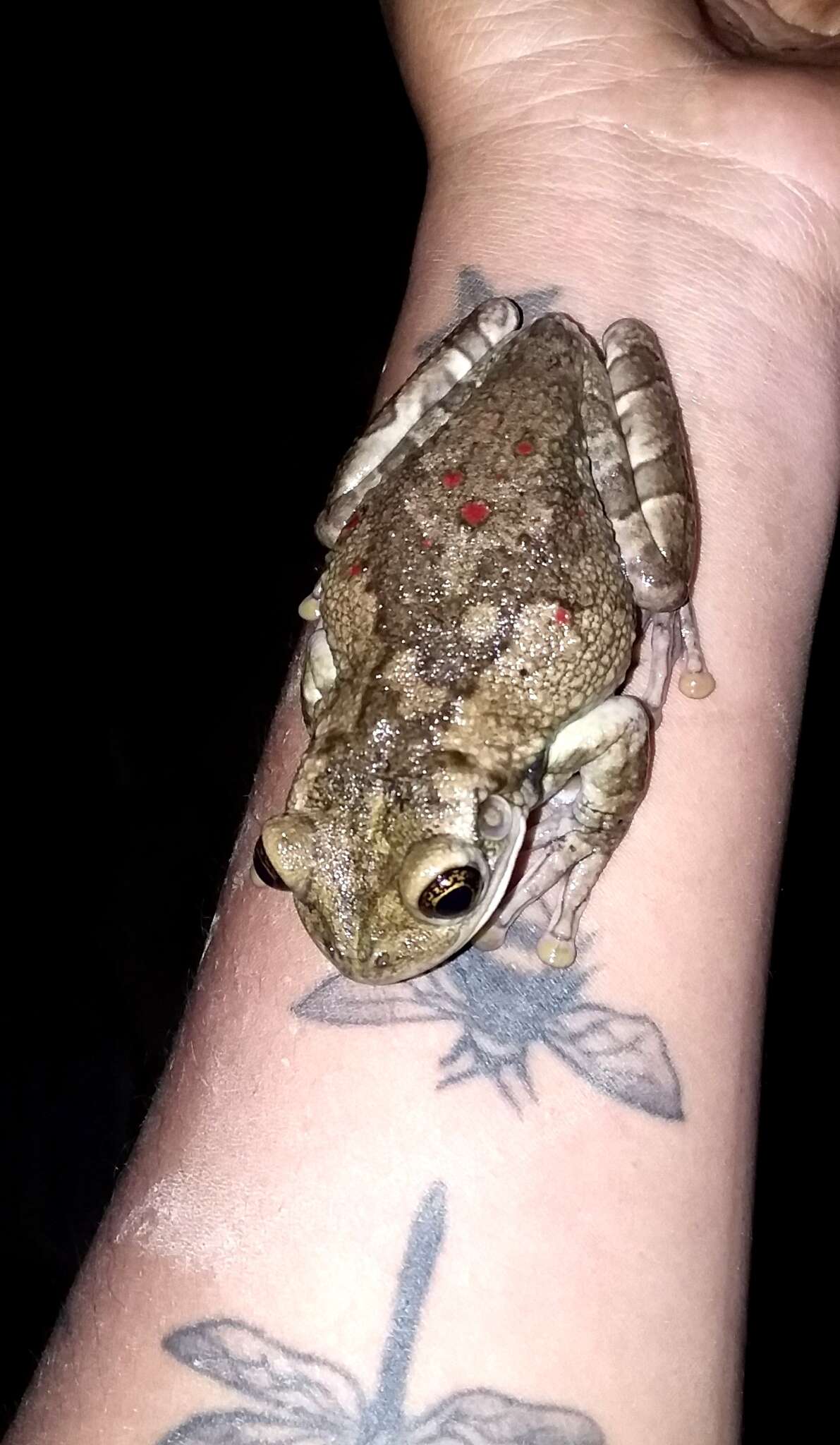 Image of Black-spotted Casque-headed Treefrog