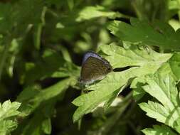 Imagem de Anthene lycaenina (Felder 1868)