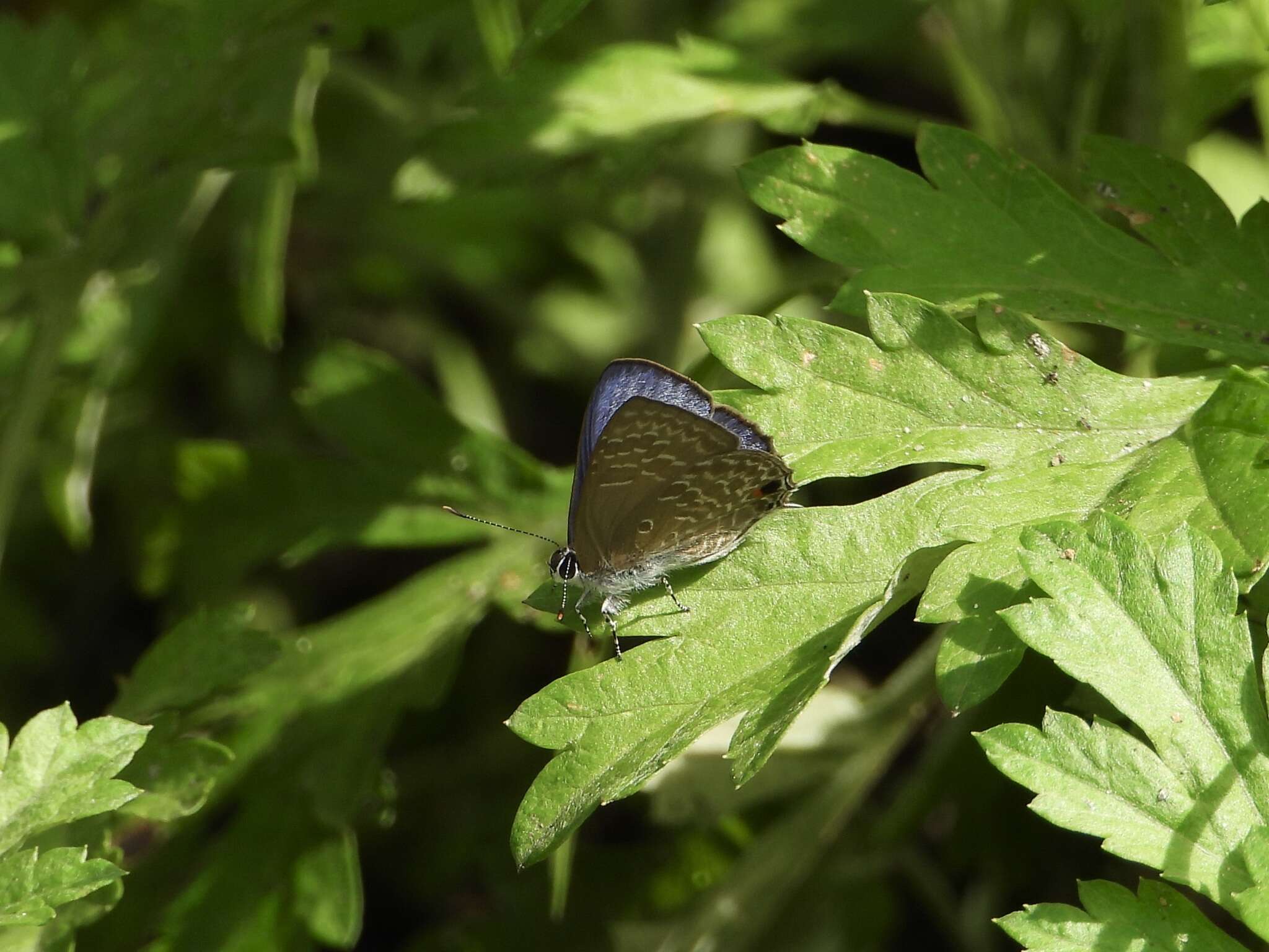 Imagem de Anthene lycaenina (Felder 1868)