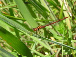 Image de Xanthocnemis zealandica (McLachlan 1873)