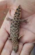 Image of Pygmy Spiny-tailed Skink