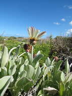 Image of African daisy