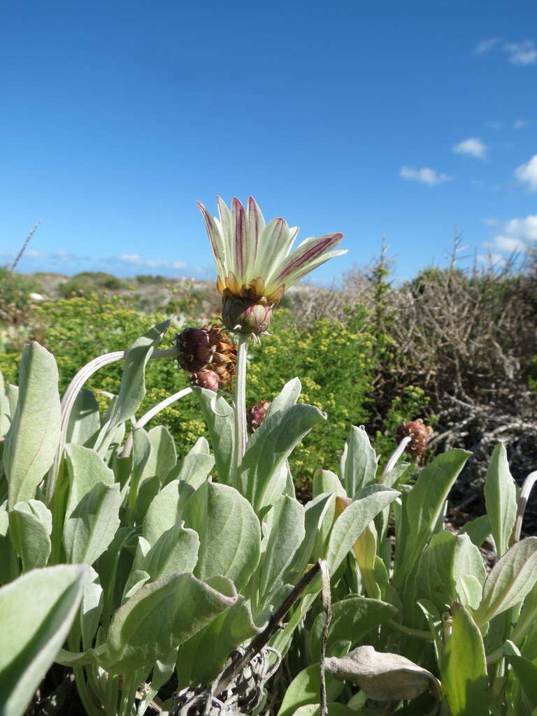 Image of African daisy