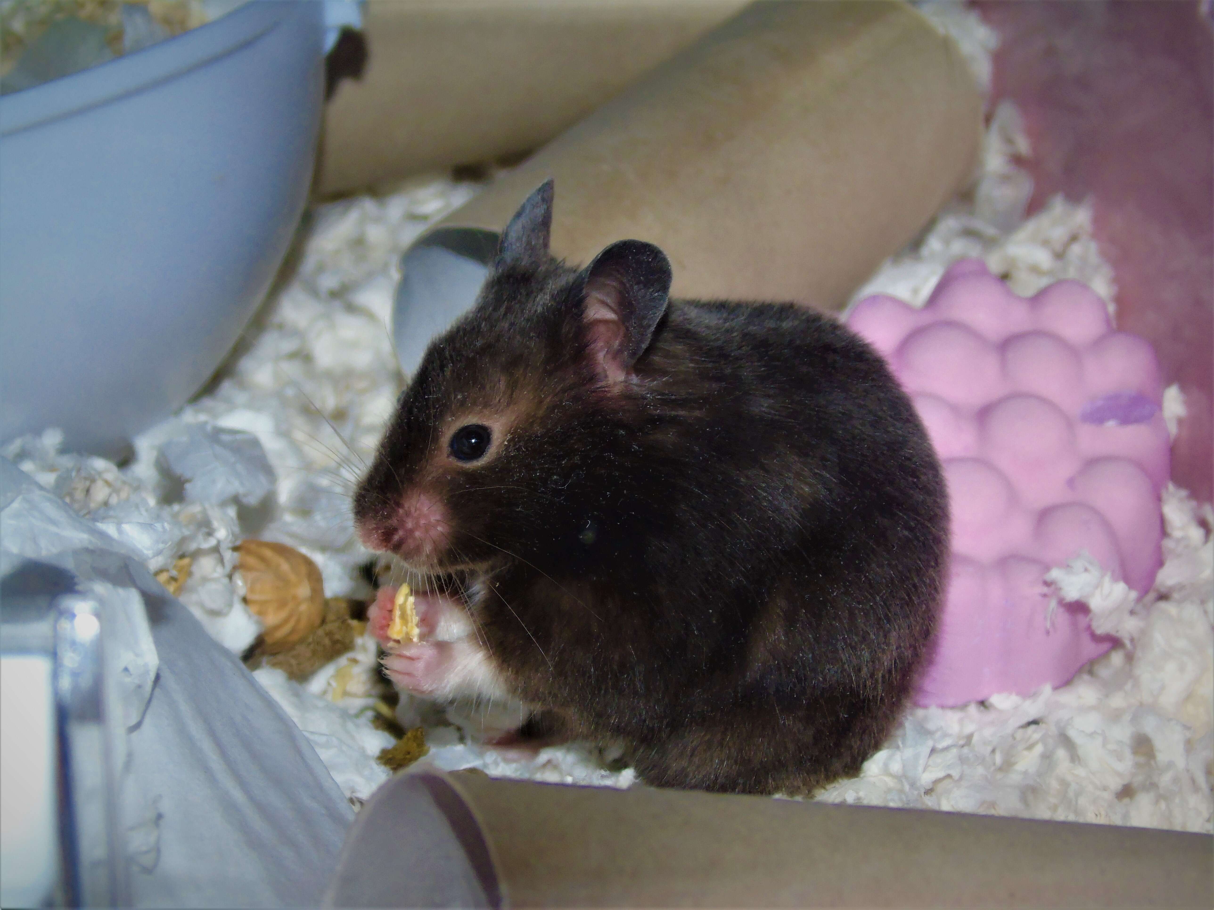 Image of hamsters