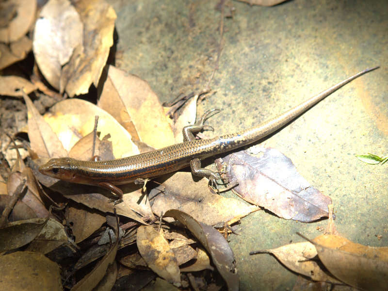 Image of Stimpson's Skink