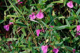 Impatiens chinensis L. resmi