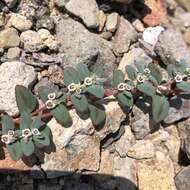 Euphorbia pediculifera var. pediculifera的圖片