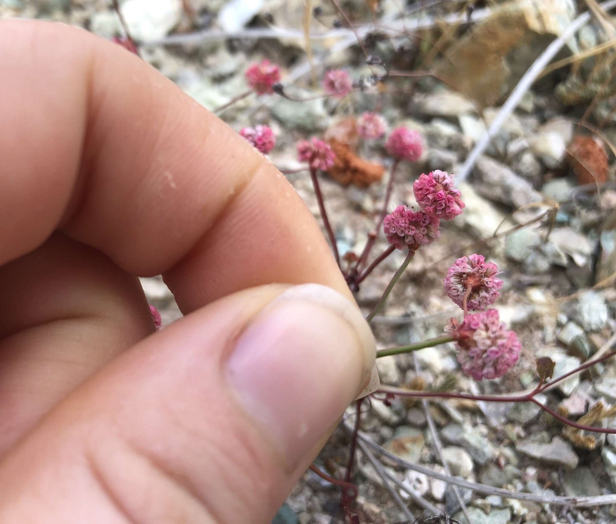 Image of Pinnacles buckwheat