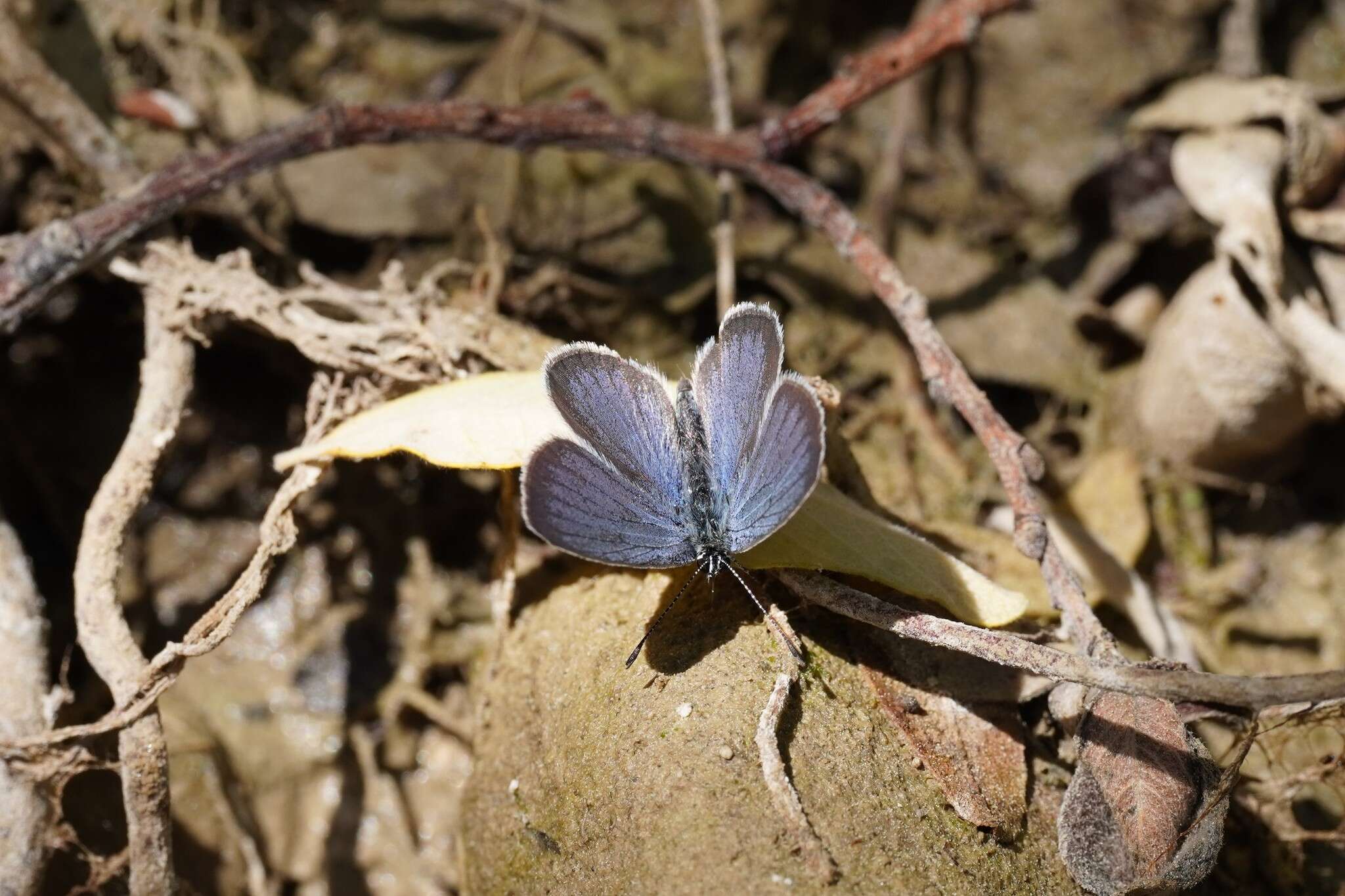 Image of Lorquin’s Blue