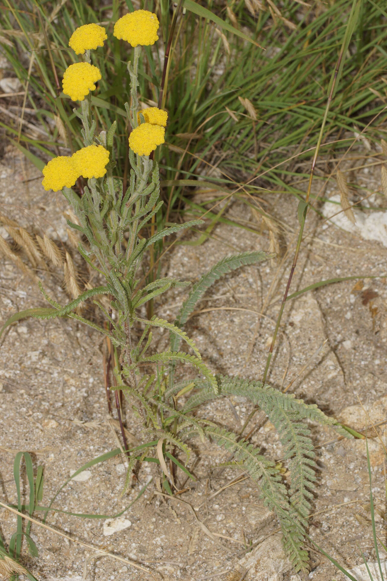 Achillea coarctata Poir.的圖片