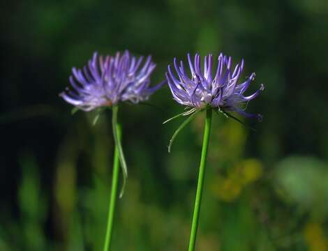 صورة Phyteuma scheuchzeri subsp. columnae (E. Thomas) Bech.