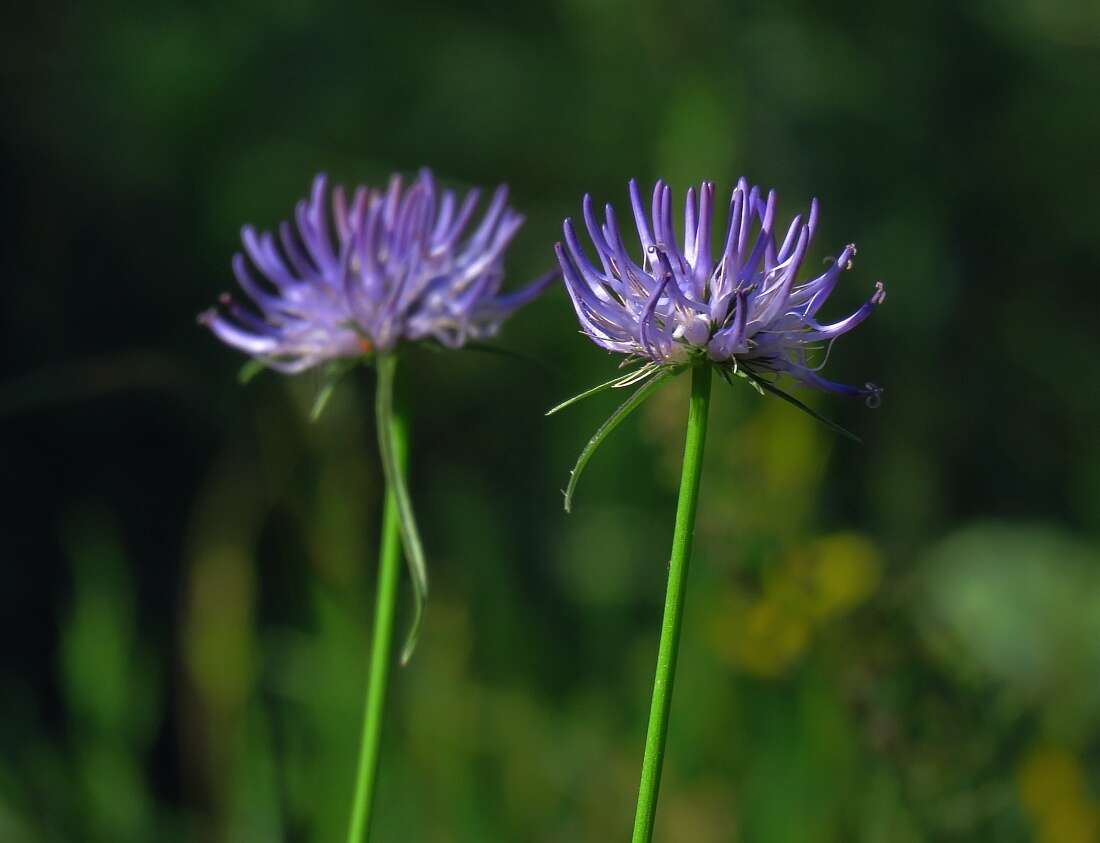 Image of Phyteuma scheuchzeri subsp. columnae (E. Thomas) Bech.