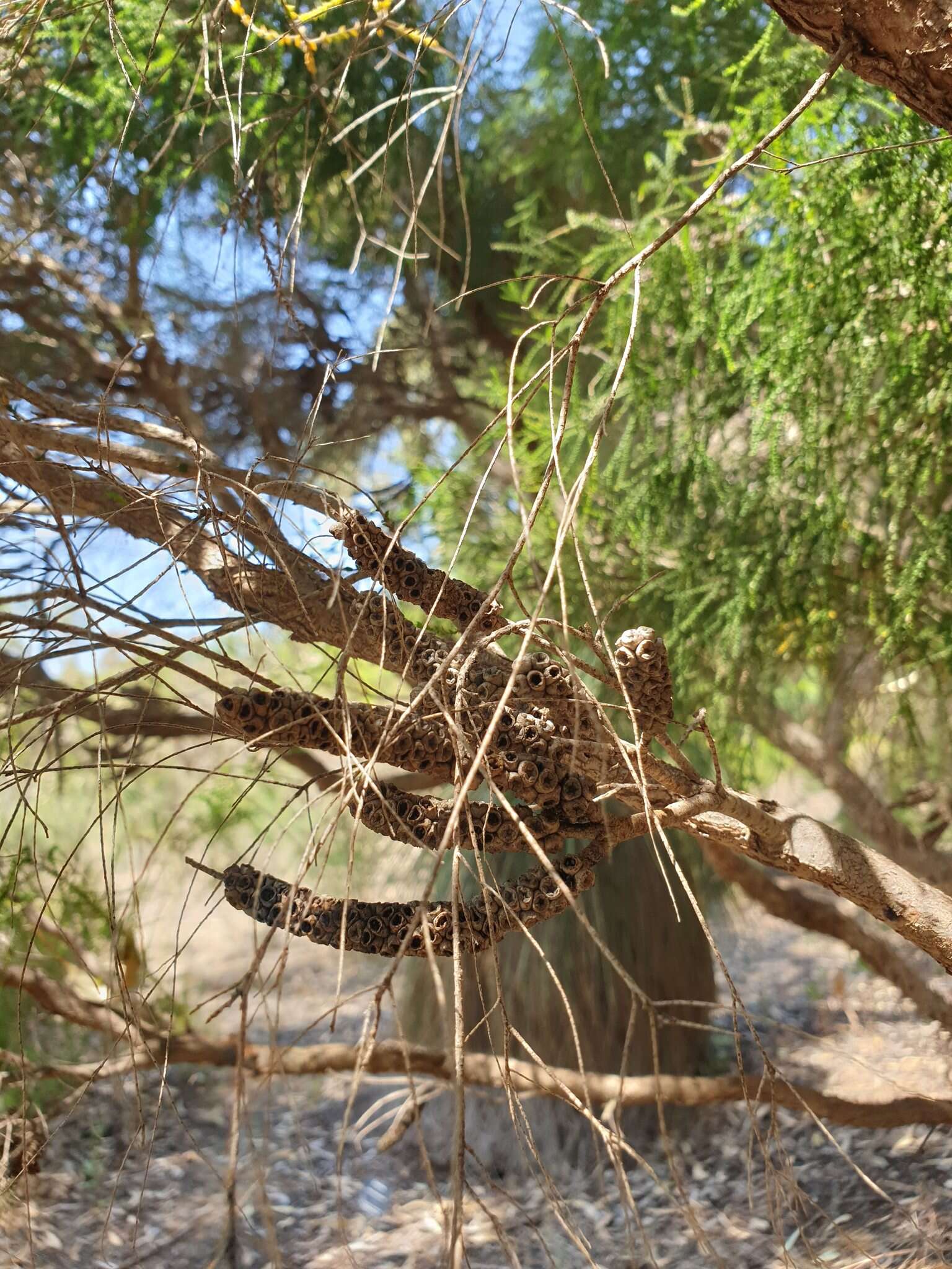 Sivun Melaleuca huegelii Endl. kuva