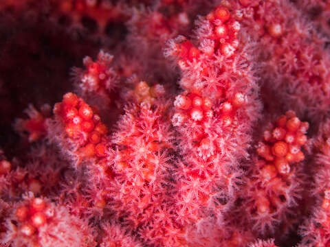 Image of Multicoloured sea fan