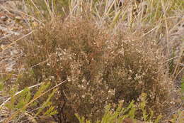 Imagem de Leucopogon attenuatus A. Cunn.