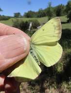 صورة Colias occidentalis Scudder 1862