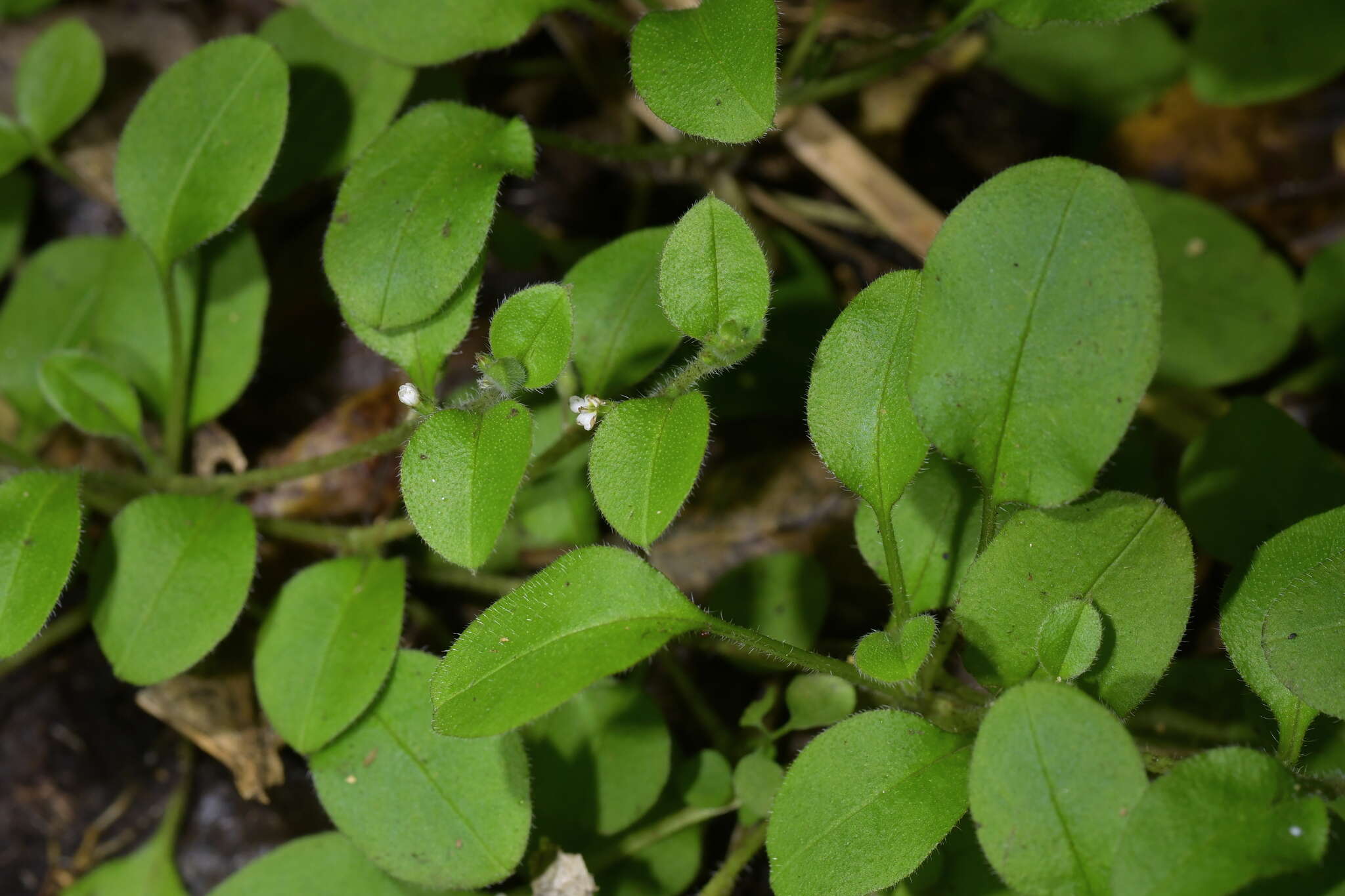 Imagem de Myosotis spathulata Forst. fil.