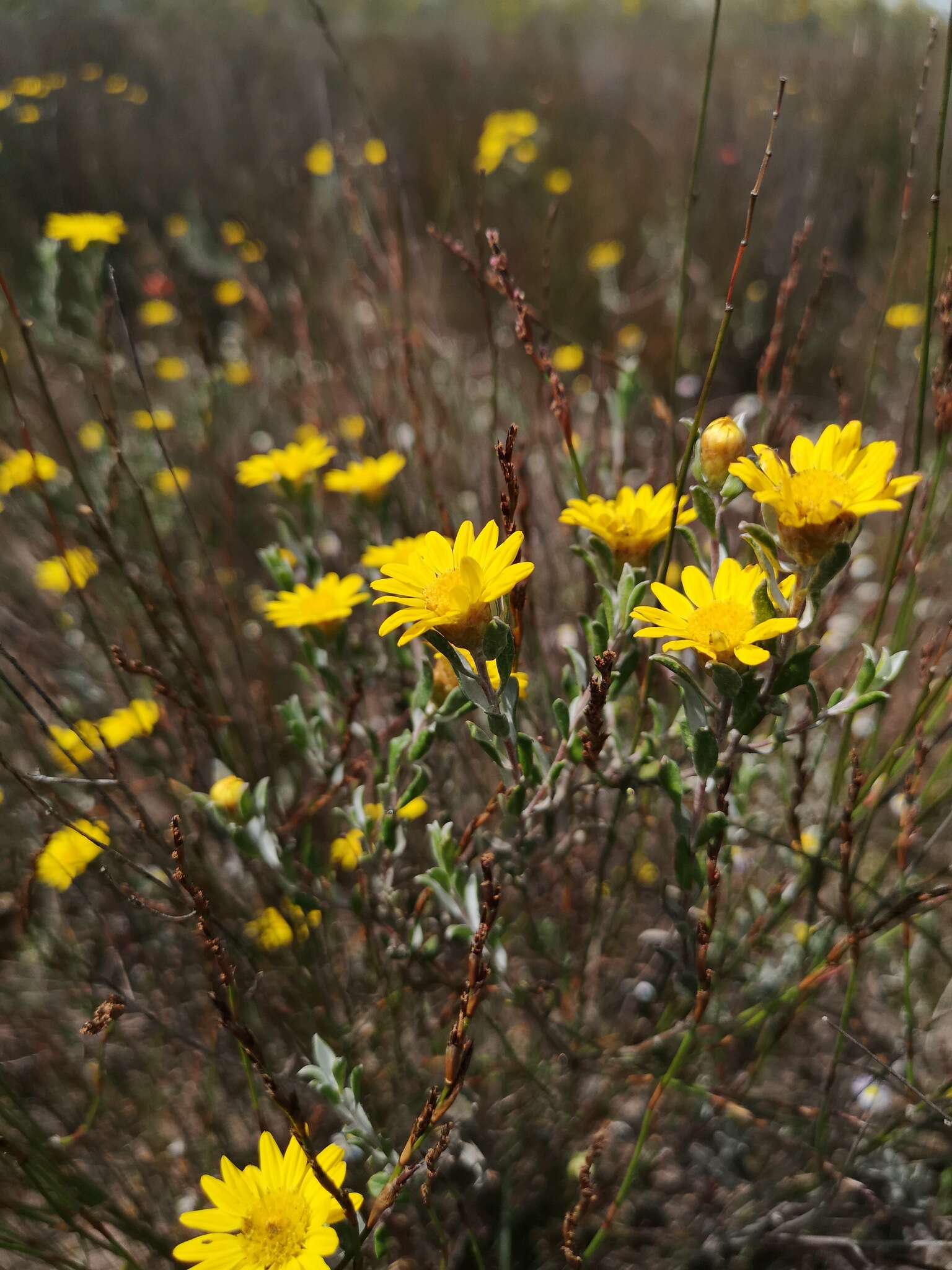 Plancia ëd Oedera rotundifolia (Less.) N. G. Bergh