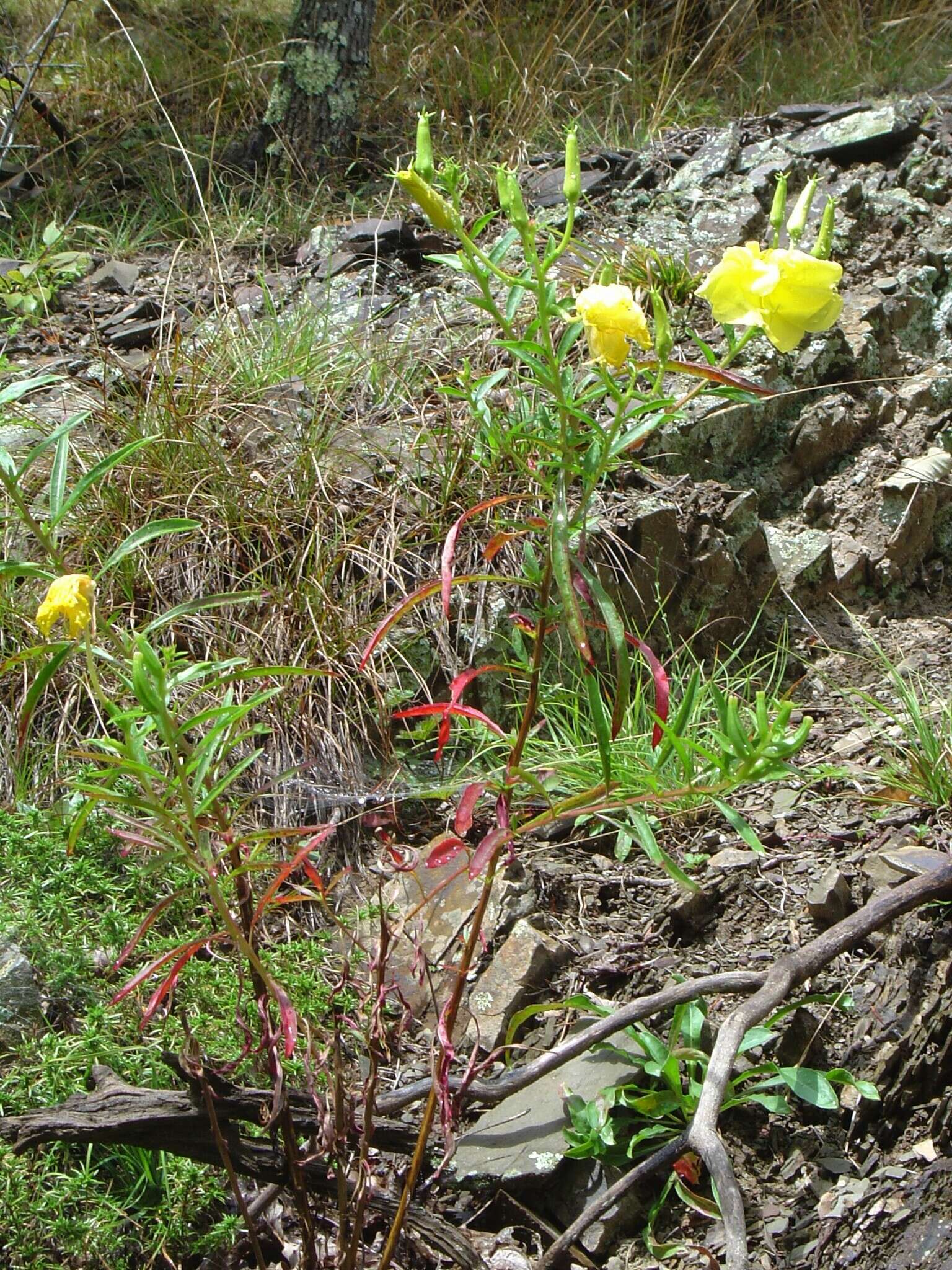 Oenothera argillicola Mackenzie的圖片