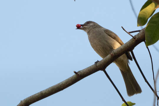 Image of Ayeyarwady Bulbul