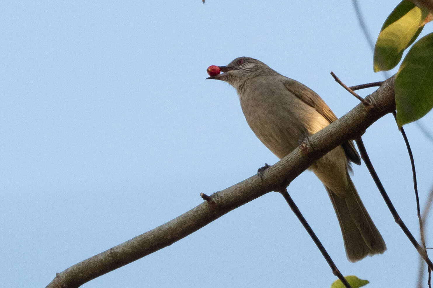 Image of Ayeyarwady Bulbul