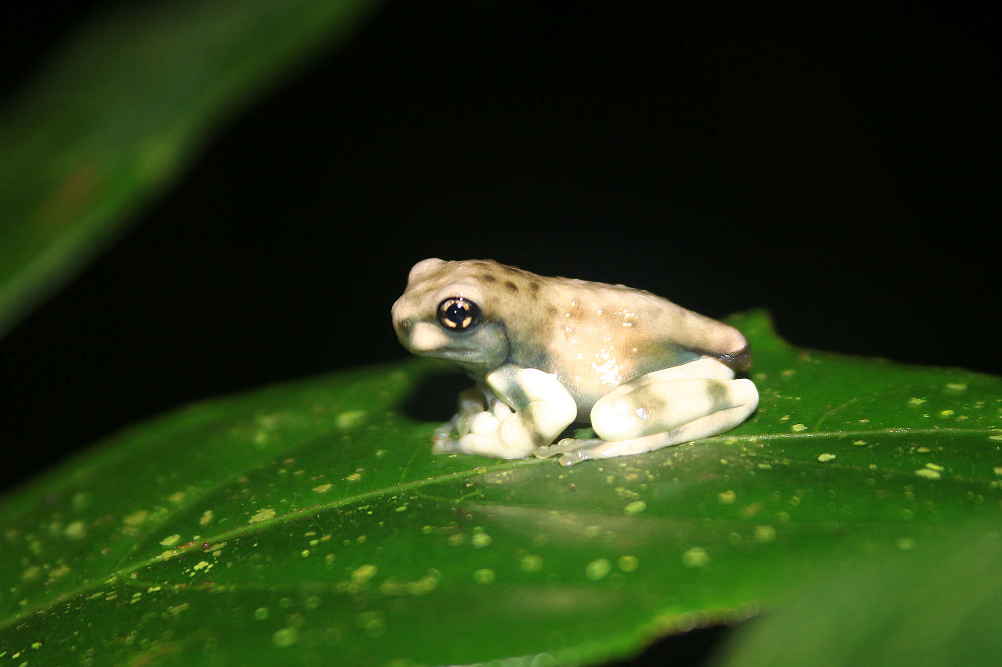 Imagem de Trachycephalus resinifictrix (Goeldi 1907)